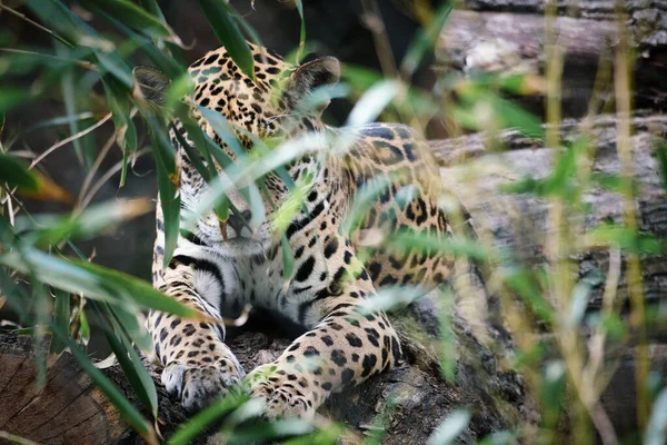 Jaguar lying behind grass. spotted fur, camouflaged lurking. The big cat is a predator. Look to the viewer. Animal photo of a hunter