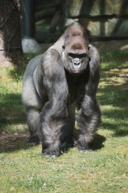 Goril, Silver geri döndü. Otçul büyük maymun etkileyici ve güçlüdür. Nesli tükenmekte olan türler. Doğada hayvan fotoğrafı.