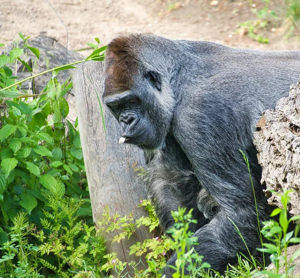 大猩猩 银回来了 草食性的大猿给人留下了深刻而强烈的印象 濒危物种 自然界中的动物照片 — 图库照片