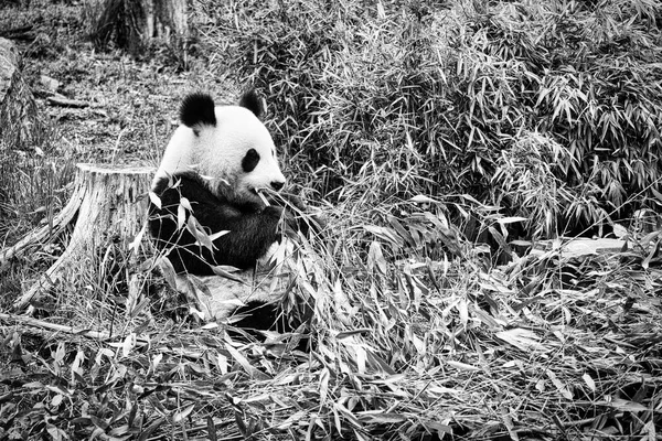 Großer Panda Schwarz Weiß Sitzend Und Bambus Fressend Gefährdete Arten — Stockfoto