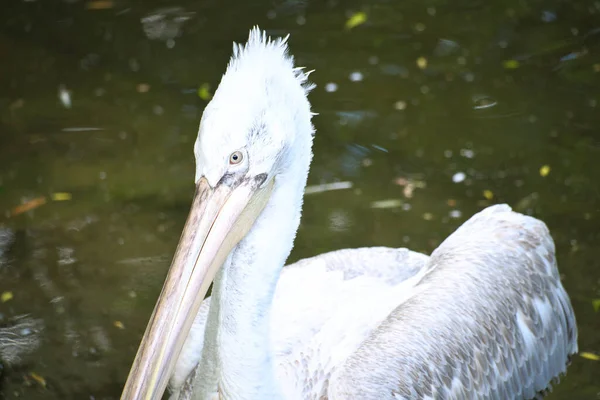 Pelikan Schwimmt Wasser Weißes Gefieder Großer Schnabel Bei Einem Großen — Stockfoto