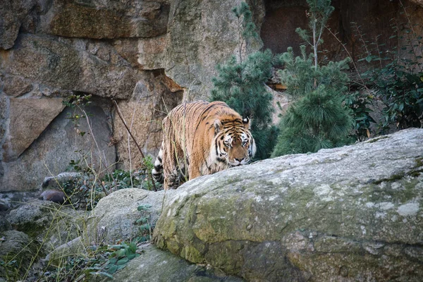 Tigre Sibérie Elégant Grand Chat Prédateur Menacé Fourrure Rayée Blanche — Photo