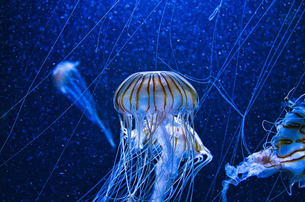 jellyfish floating in aquarium isolated shown. long tentacles. Marine animal, invertebrate. Animal photo from the salt water