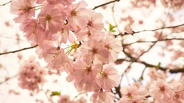 Cherry Blossoms Britzer Garden Berlin Spring Beautiful Looking Flowers Bloom — Stock Photo, Image