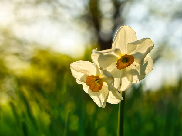 Osterglocke Narzisse Auf Einer Grünen Wiese Saisonale Blume Mit Weißer — Stockfoto