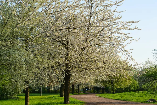 Flores Cerezo Britzer Garten Berlín Primavera Los Cerezos Florecen Pleno — Foto de Stock