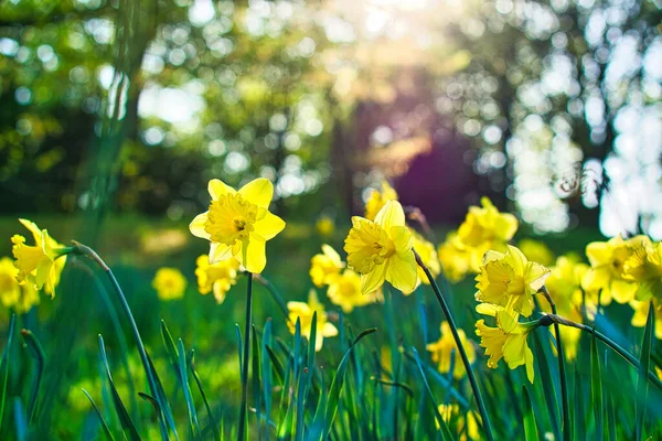 Húsvéti Harang Nárcisz Egy Zöld Réten Szezonális Virág Sárga Virággal — Stock Fotó