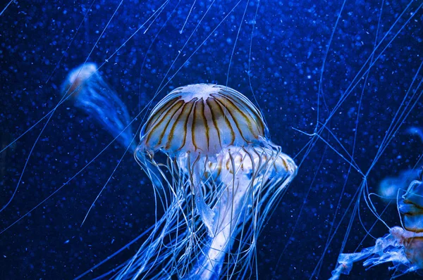 jellyfish floating in aquarium isolated shown. long tentacles. Marine animal, invertebrate. Animal photo from the salt water