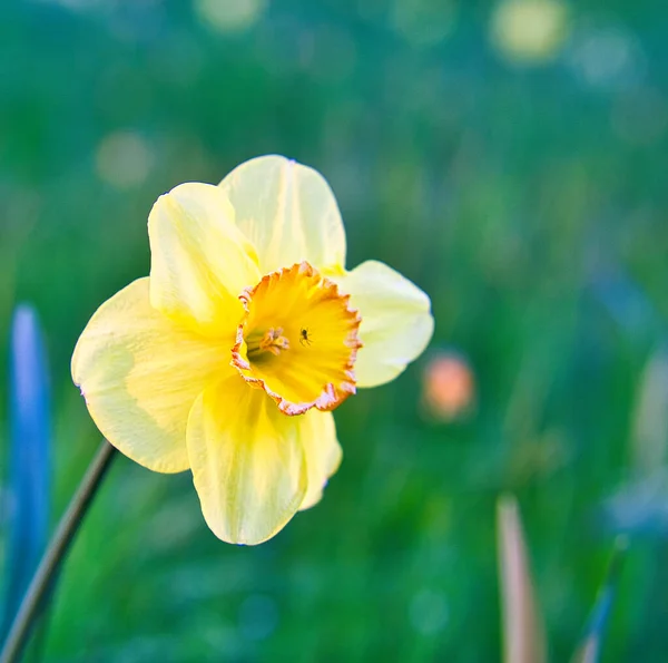 Osterglocke Narzisse Auf Einer Grünen Wiese Saisonale Blume Mit Gelber — Stockfoto