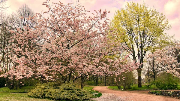 Cherry Blossoms Park Berlin Spring Cherry Trees Bloom Full Splendor Stock Picture