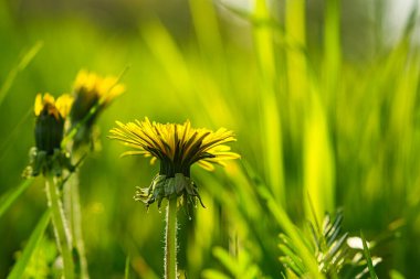 Karahindiba ya da karahindiba, sarı renklerde. Her yerdeler ve çok uzaktalar ama aynı zamanda bu çiçeğin detayları da var.