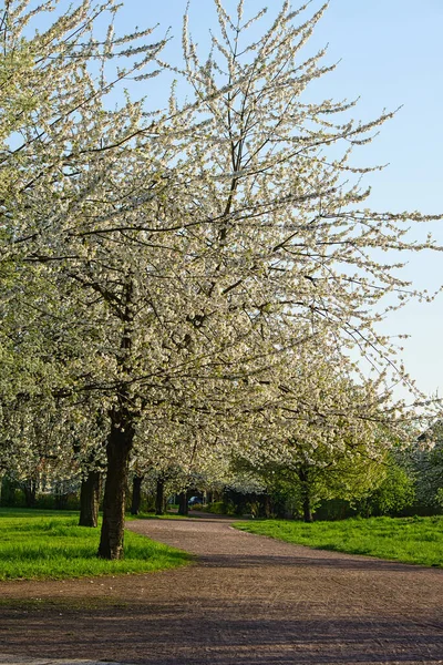 Cseresznyevirágok Berlini Parkban Tavasszal Cseresznyefák Pompásan Nyílnak Rózsaszín Fehér Virágok — Stock Fotó
