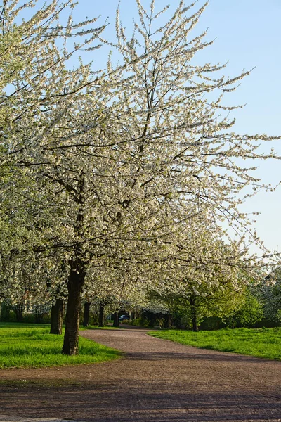 Fiori Ciliegio Nel Parco Berlino Primavera Ciliegi Fioriscono Pieno Splendore — Foto Stock