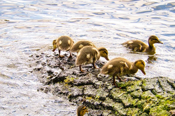 Canards Poussins Sur Une Bûche Dans Rivière Petits Oiseaux Aquatiques — Photo