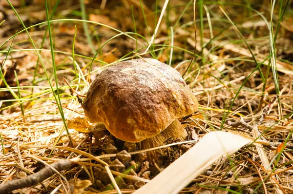 Boletus在森林的草地上的一片空地上棕色的帽子食用菌 一个美味的 夏天和秋天在森林里采集 — 图库照片
