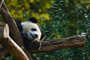 Dev panda ağacın gövdesinde yatıyordu. Çin 'den nesli tükenmekte olan memeliler. Hayvanın doğa fotoğrafı.