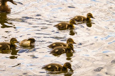 Ördek yavruları nehirde yüzer. Yumuşak tüylü küçük su kuşları. Doğadan hayvan fotoğrafı.