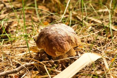 Boletus ormandaki çimlerin üzerinde bir açıklıkta. Kahverengi şapka. Yenilebilir mantar. Lezzetli. Yazın ve sonbaharda ormanda toplanıyor.