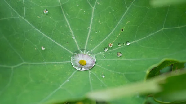 Komponieren Kresseblatt Mit Tautropfen Den Tautropfen Befinden Sich Blüten Von — Stockfoto