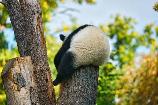 Óriás Panda Egy Fatörzsön Magasban Veszélyeztetett Emlős Kínából Állat Természetképe — Stock Fotó