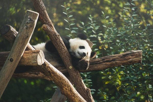 Giant panda lying on tree trunks in the high. Endangered mammal from China. Nature photo of animal