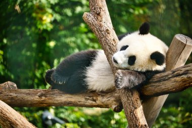 Dev panda ağacın gövdesinde yatıyordu. Çin 'den nesli tükenmekte olan memeliler. Hayvanın doğa fotoğrafı.