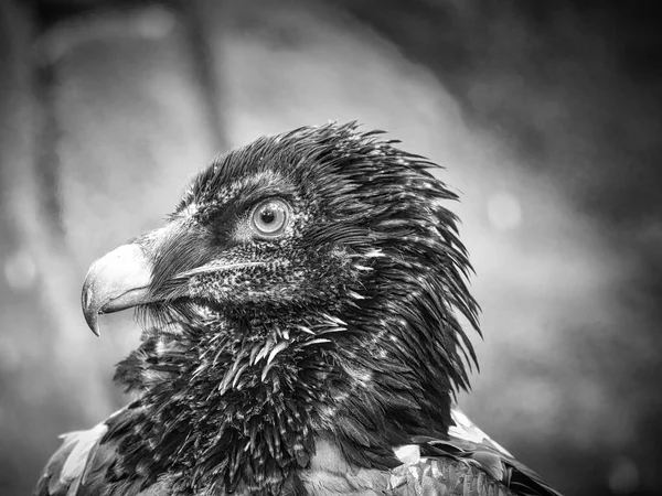 Vulture Portrait Black White White Black Feathers Very Expressive Bird — Stock Photo, Image