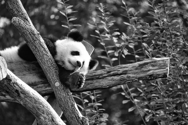 Panda Géant Noir Blanc Couché Sur Des Troncs Arbres Hauteur — Photo