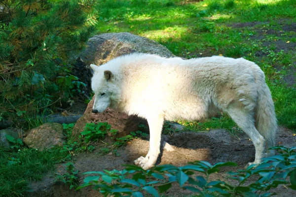 Πολικός Λύκος Στέκεται Ένα Λιβάδι Λευκή Γούνα Ντροπαλός Κυνηγός Μεταξύ — Φωτογραφία Αρχείου