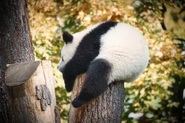 Гигантская Панда Сидит Стволе Дерева Высоту Млекопитающие Находящиеся Угрозой Исчезновения — стоковое фото