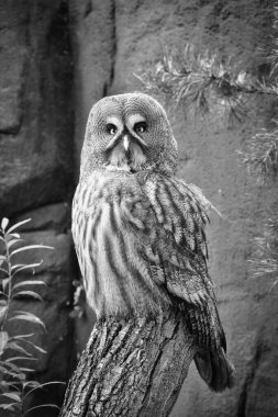 a sparrow owl on a tree trunk. the gaze is directed at the viewer. beautiful plumage and bright eyes