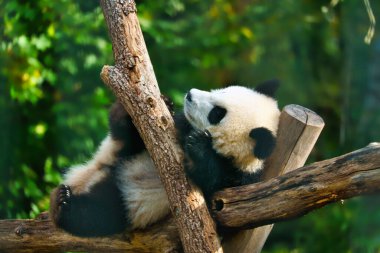 Dev panda ağacın gövdesinde yatıyordu. Çin 'den nesli tükenmekte olan memeliler. Hayvanın doğa fotoğrafı.