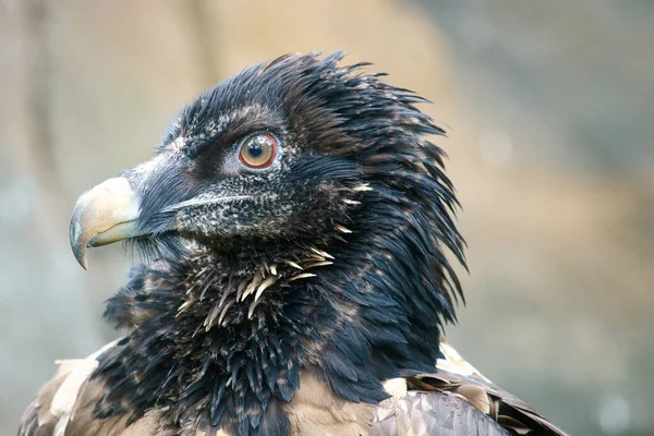 Vulture Portrait White Black Feathers Very Expressive Bird View Observer — Stock Photo, Image