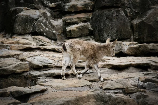 Ibex Μωρό Ένα Βράχο Στη Φύση Μικρό Κέρατο Θηλαστικό Οπληφόρα — Φωτογραφία Αρχείου