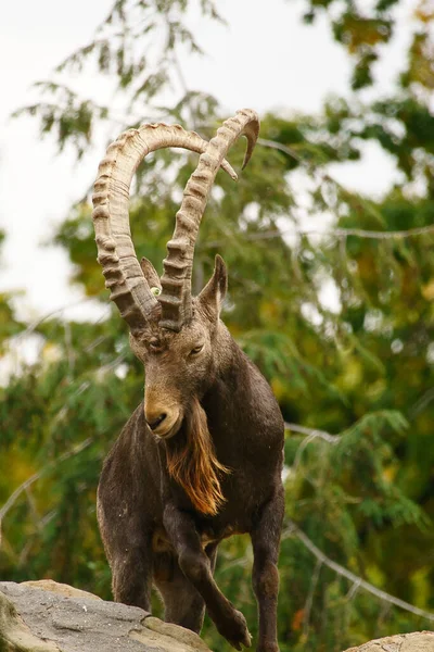 Αρσενικό Ibex Ένα Βράχο Στη Φύση Μεγάλο Κέρας Στα Θηλαστικά — Φωτογραφία Αρχείου