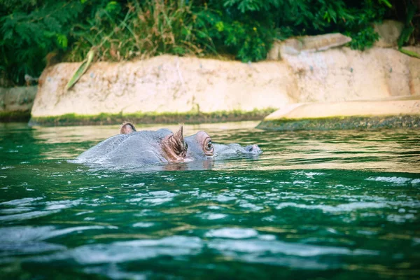 Бегемот Плавает Воде Крупное Млекопитающее Африки Веганское Животное Которое Ест — стоковое фото
