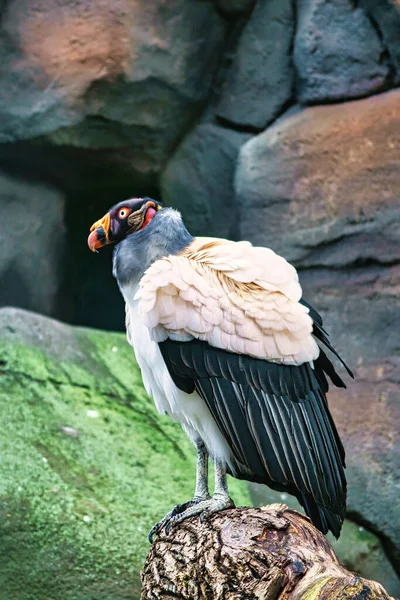 Geierporträt Buntes Gefieder Von Geiern Großvogel Aufgenommen Einem Park Tierfoto — Stockfoto