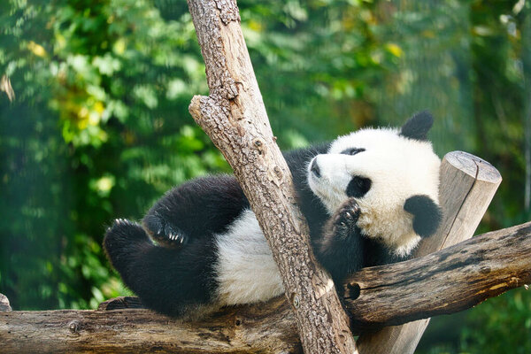 Giant panda lying on tree trunks in the high. Endangered mammal from China. Nature photo of animal