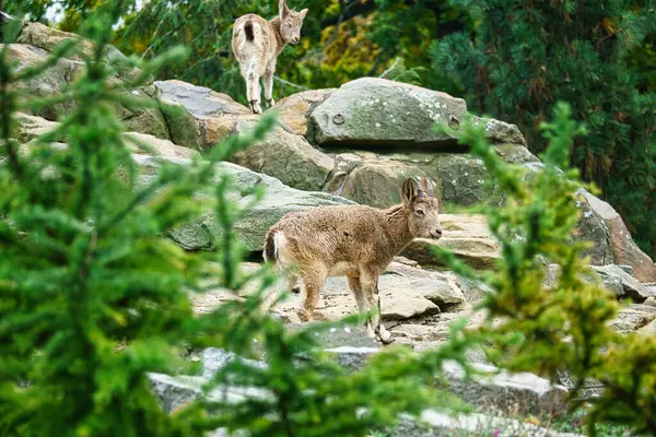 Ibex Baby Rock Nature Small Horn Mammal Ungulates Climbing Mountains — ストック写真