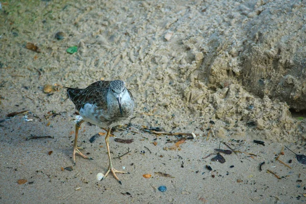 Bécasseau Isolé Sur Plage Mer Baltique Près Zingst Les Bécasseaux — Photo