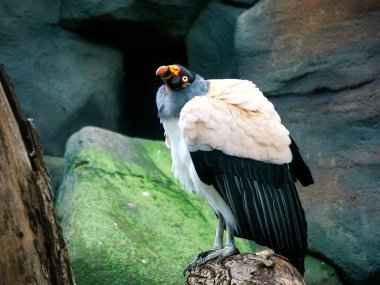Akbaba portresi. Akbabanın renkli tüyleri. Büyük kuş. Parkta çekilmiş. Doğadan hayvan fotoğrafı.