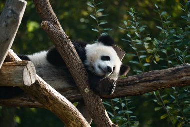 Dev panda ağacın gövdesinde yatıyordu. Çin 'den nesli tükenmekte olan memeliler. Hayvanın doğa fotoğrafı.