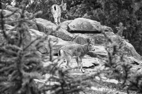 Ibex Family Black White Rocks Nature Big Horn Mammal Ungulates — ストック写真