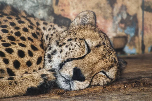 Cheetah Sleeping Spotted Fur Big Cat Predator Resting Mammal Animal — Stock Photo, Image