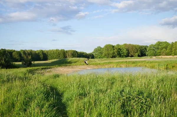Stork Flying Meadow Pond Big Bird Comes Germany Spring Raises — Photo