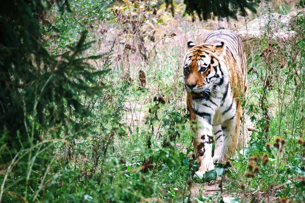 Tigre Siberiano Gato Grande Elegante Predador Perigo Pêlo Listrado Branco — Fotografia de Stock