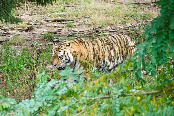 Tigre Siberiano Gato Grande Elegante Predador Perigo Pêlo Listrado Branco — Fotografia de Stock