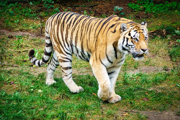 Tigre Sibérie Elégant Grand Chat Prédateur Menacé Fourrure Rayée Blanche — Photo