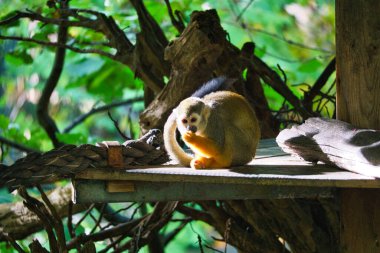 Sincap maymunu platformda oturup yemek yiyor. Yapraklara sarılmış bir ağaçta. Bir maymunun hayvan fotoğrafı.