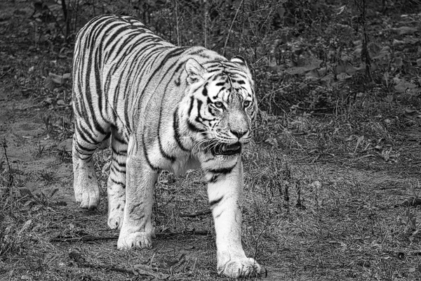Siberian tiger in black white. Elegant big cat. Endangered predator. White, black, orange striped fur. Mammal animal photo
